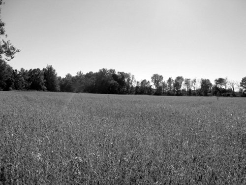 Property photo 57 - 80 Acres Offered in 4 Tracts - Horse Farm